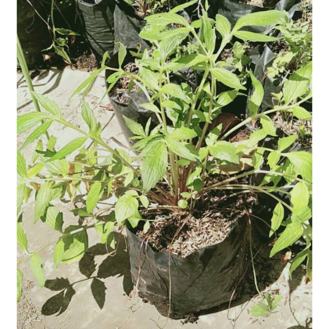 bibit tanaman herbal valerian purwoceng