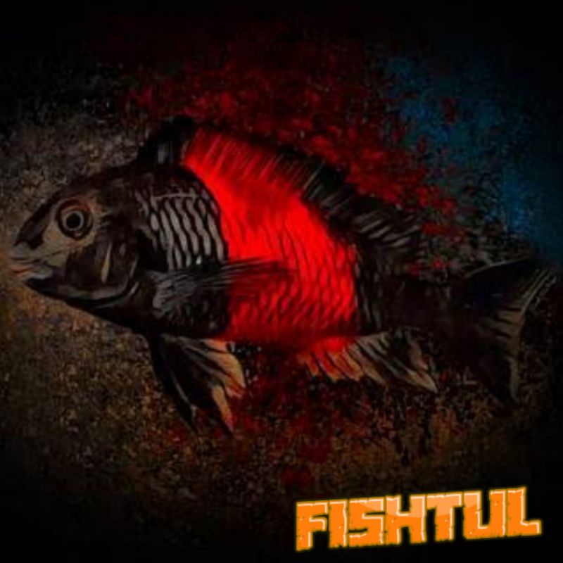 Cichlid Tropheus Bemba