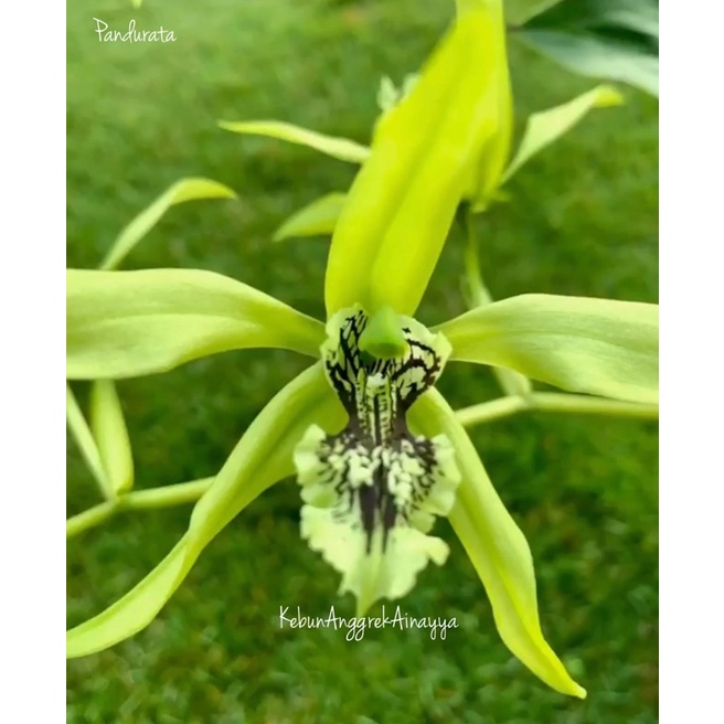 Anggrek hitam kalimantan (pandurata)