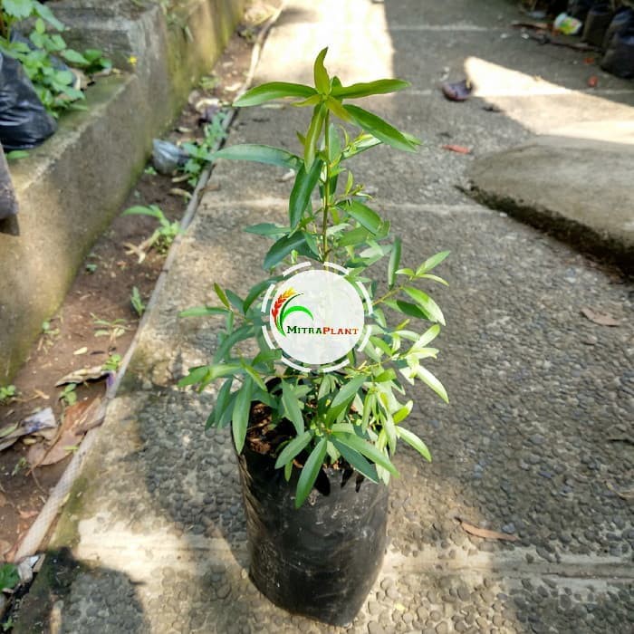 Bibit Tanaman Kayu Putih Bibit Pohon Kayu Putih Bibit Daun Kayu Putih