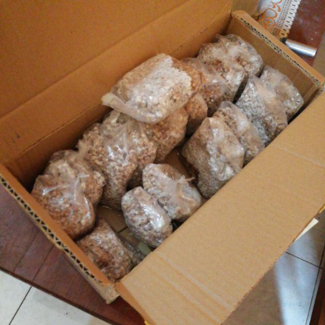 Bibit F2 Jamur Tiram Florida Terlaris