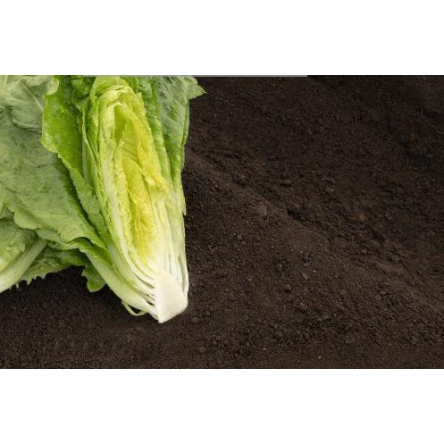 ✷ Benih lettuce Romaine Verapas Bejo seed - Import ✵