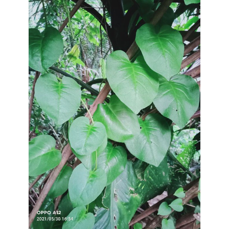 

jual daun binahong segar 1 kg
