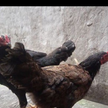 

Ayam Kampung Betina Indukan Ayam Kampung Asli Per Dua Ekor