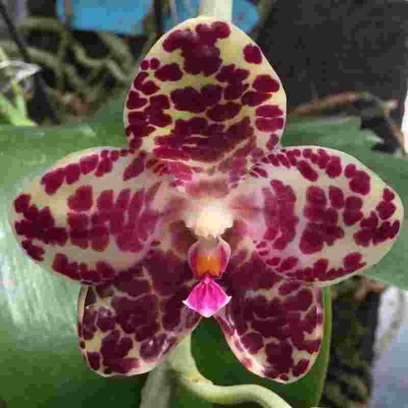 jual anggrek langka phalaenopsis gigantea jungle