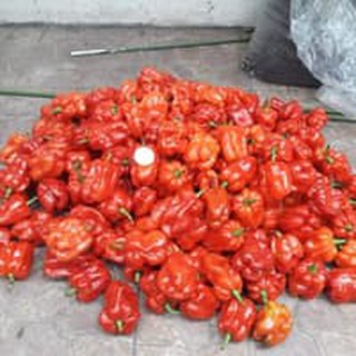 Benih Cabe Cabai Carolina Reaper Cabe Terpedas Sedunia Hias Unik