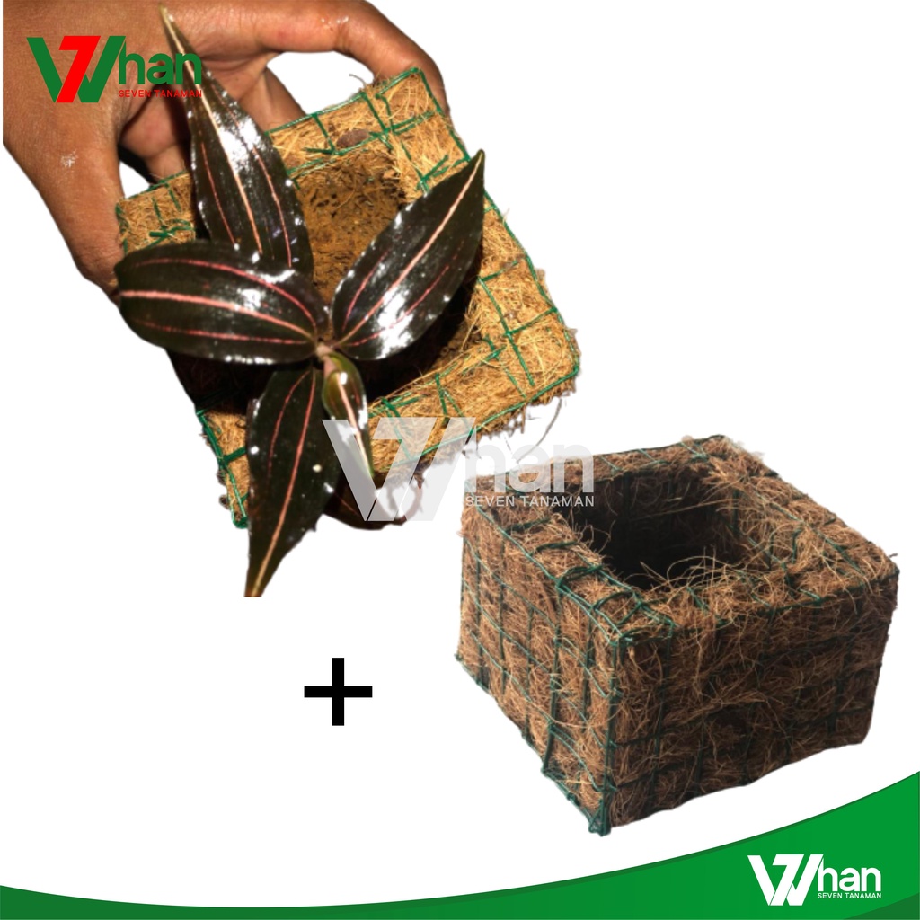 POT UNIK + ANGGERIK ANOECTOCHILUS REINWARDTII LUDISIA WHAN7 TANAMAN