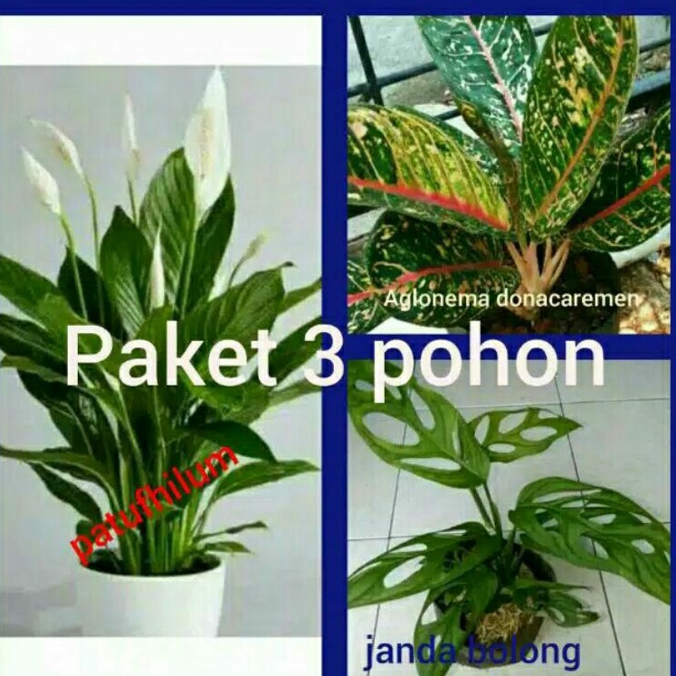 Paket 3 Jenis Bunga Hidup Murah indoor outdoor