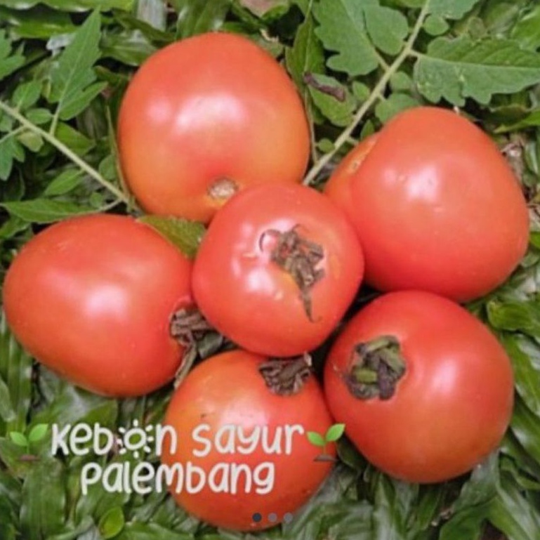 

tomat merah