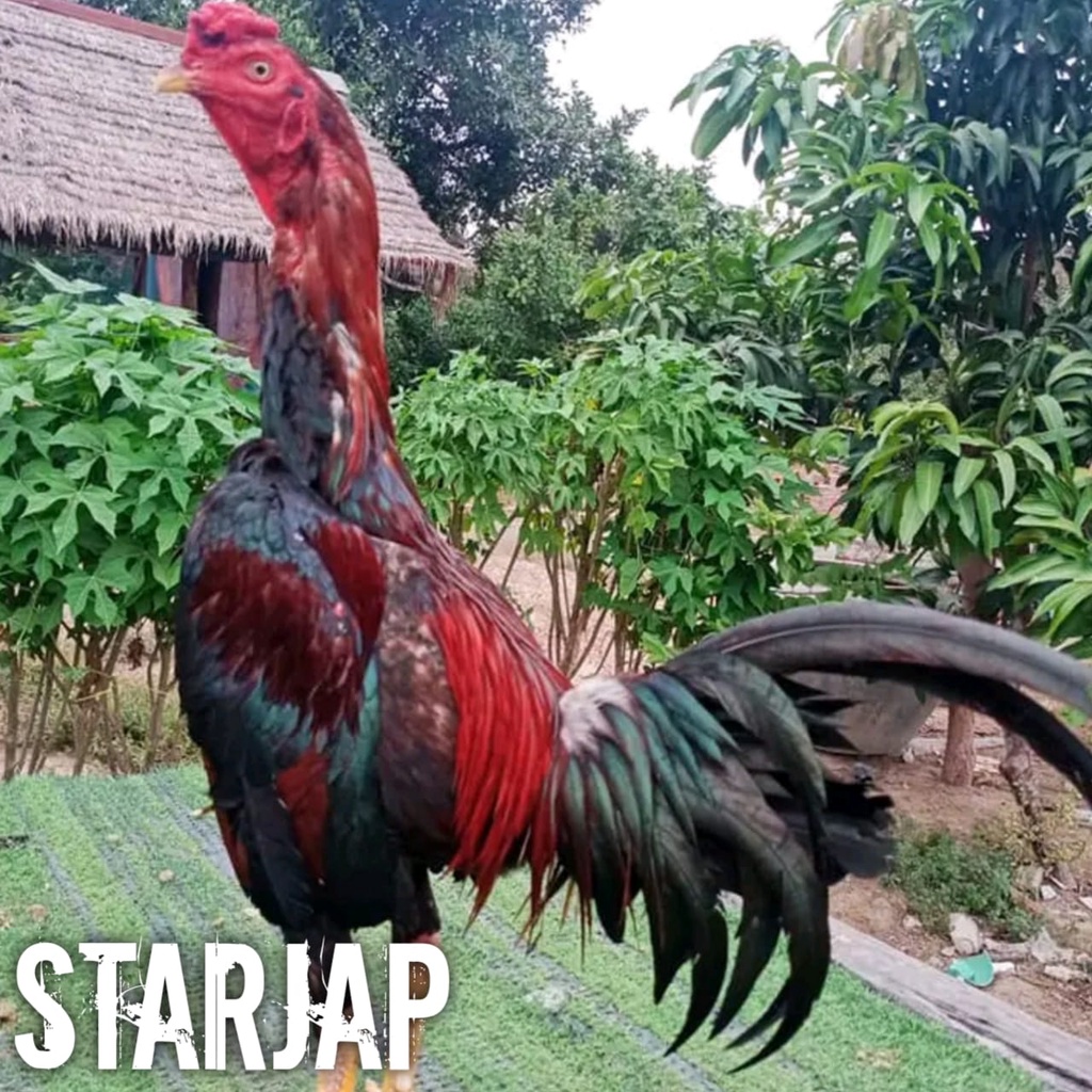 ayam bangkok asli pama cross telur fertil
