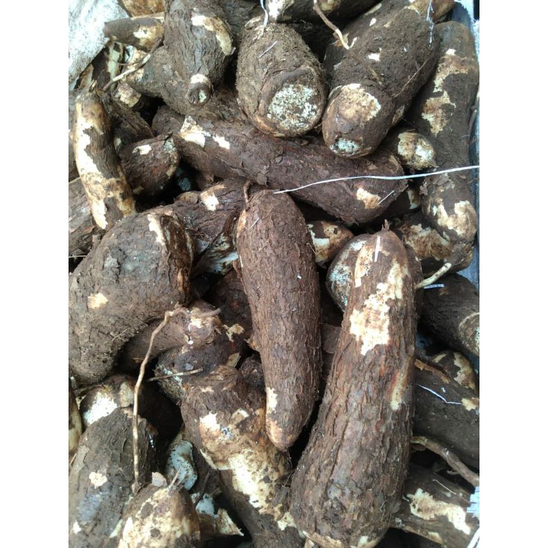 

Singkong segar/1kg