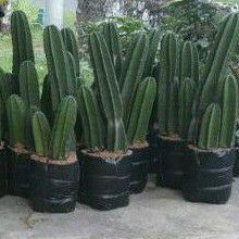 Bunga Hias Kaktus Koboi / kaktus Koboy