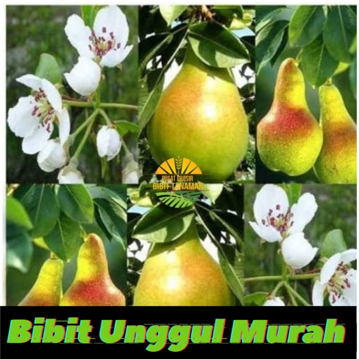 Bibit pear hijau cepat berbuah