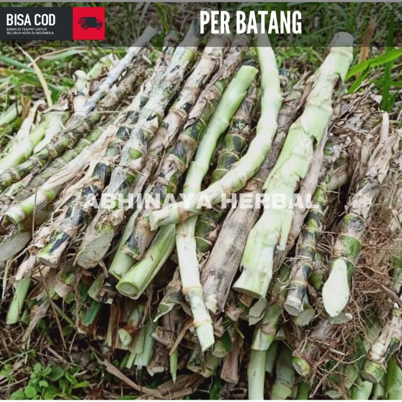 Bibit stek rumput odot / rumput gajah pakan ternak per batang