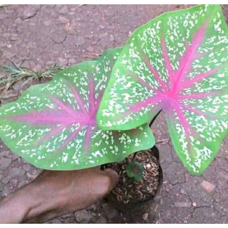 Talas hias keladi merah readstar