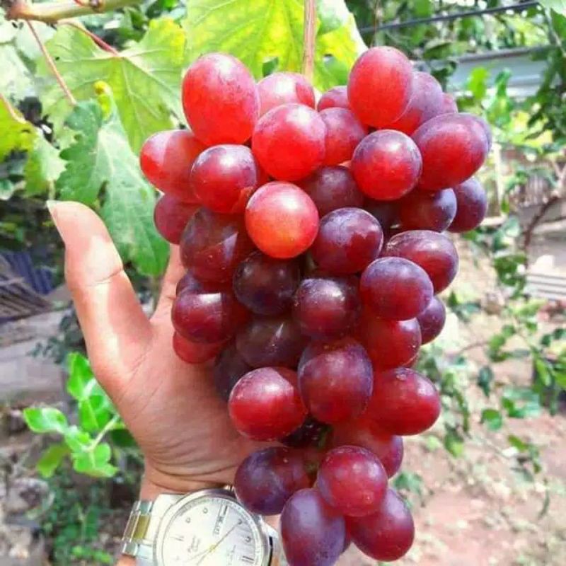 Bibit Anggur Import Jenis Ninel-1