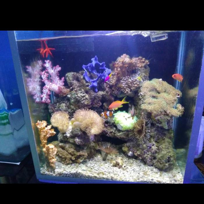 940+ Dekorasi Aquarium Laut Gratis Terbaru