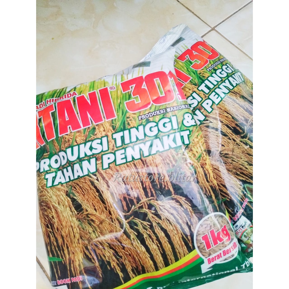 BENIH PADI HIBRIDA INTANI 301|POTENSI HASIL TINGGI|TAHAN PENYAKIT BLAST