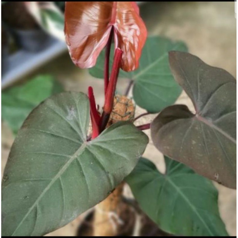 tanaman hias black kardinal