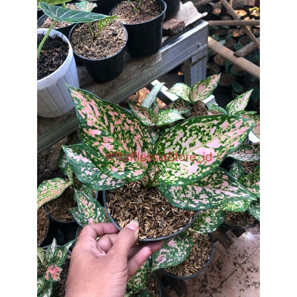 aglonema lady valentine - Tanaman Hias Lady Valentine