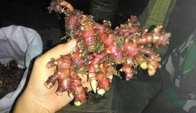 

(COD) jahe merah basah segar 1kg ori Organik penangkal virus