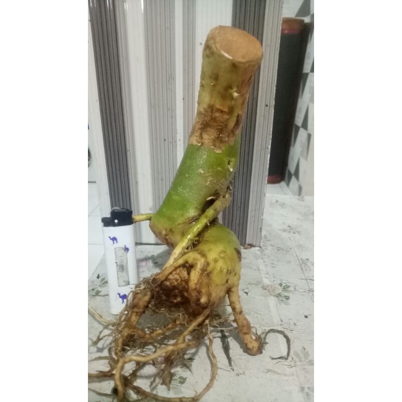 bonggolan anting putri (anput)  bahan dongkelan.plus bonus