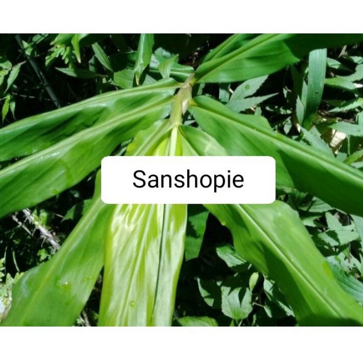 

Daun bangle hitam atau panglai hitam segar 500 gram