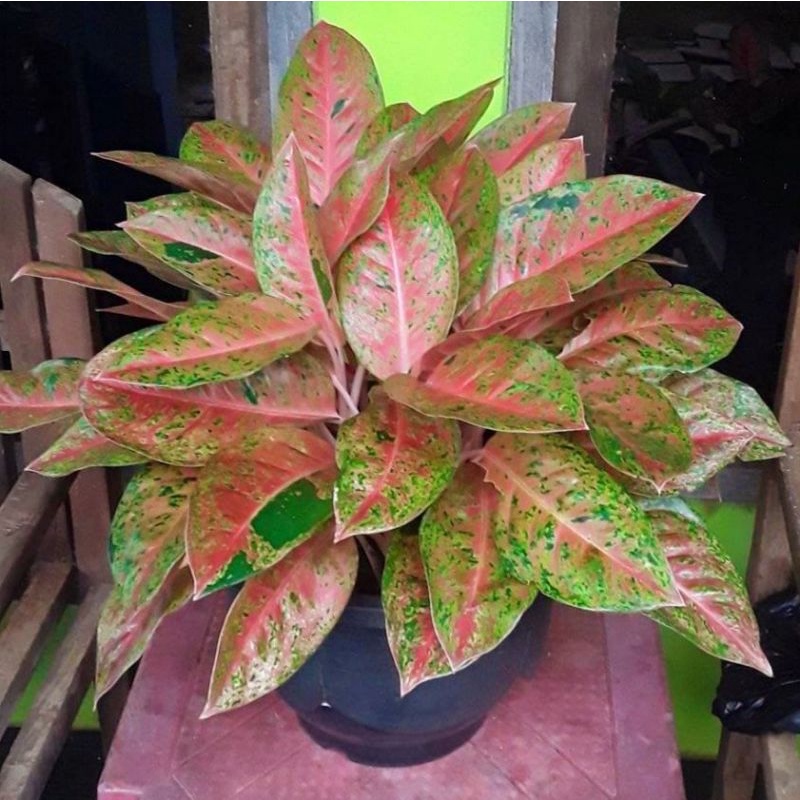 Aglaonema bigroy mutasi / Aglonema bigroy Remaja florist nursery / Aglonema bigroy mutasi (Tanaman h