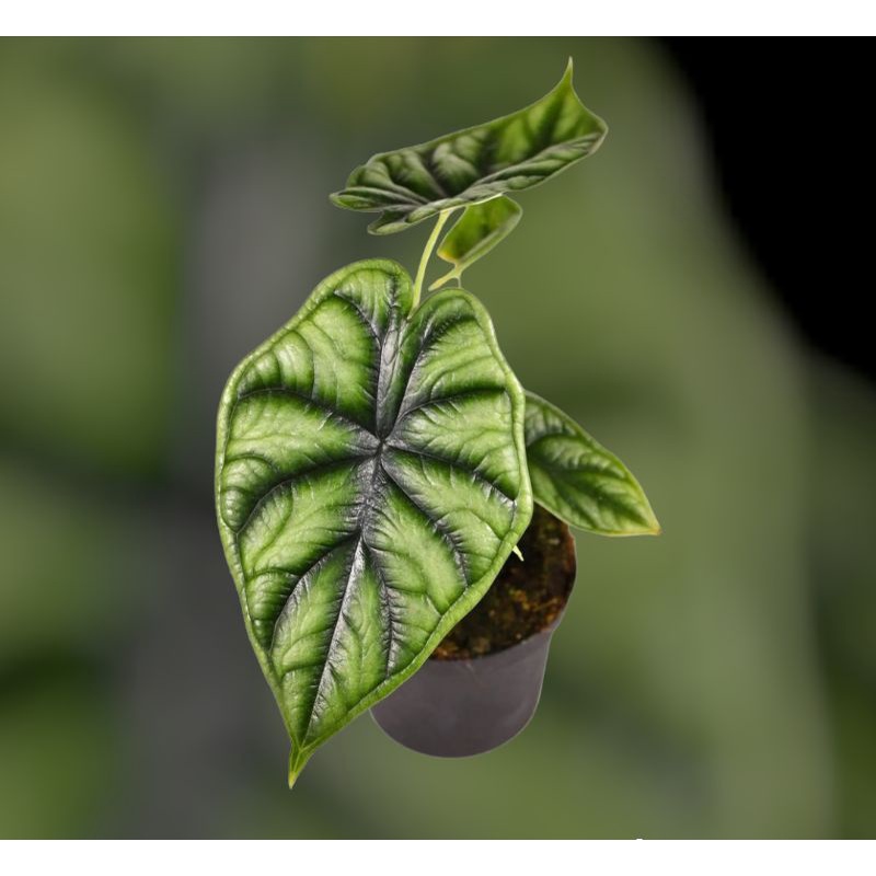 tanaman alocasia dragon scale