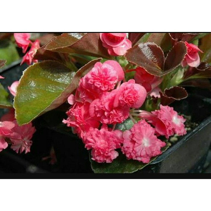 begonia doublet rose begonia mawar