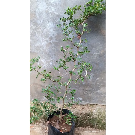 Bonsai Bucida Spinosa Geometri Black Olive