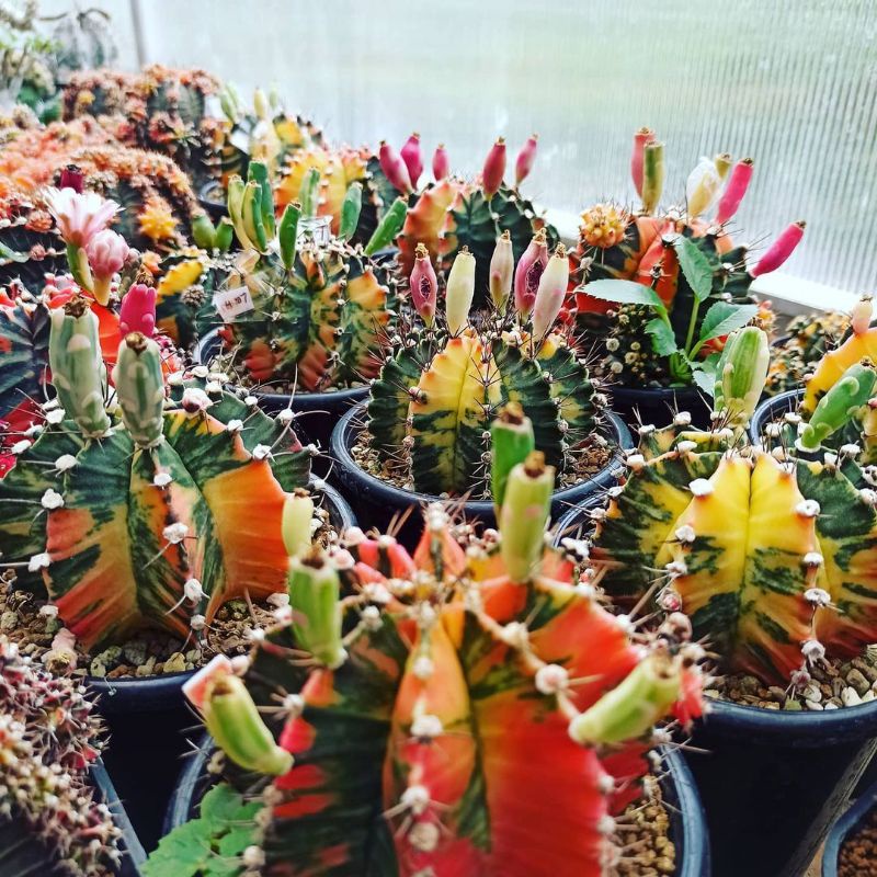 Biji Kaktus Gymno Mix isi 100++