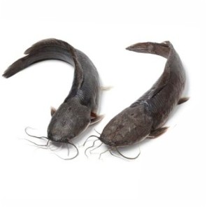 

Ikan Lele 500gr #Segar #Ikan #Online #Bandung #Cimahi