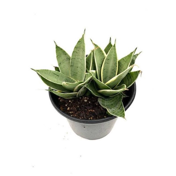 Sansevieria silver hahni marginata/sansevieria marginata