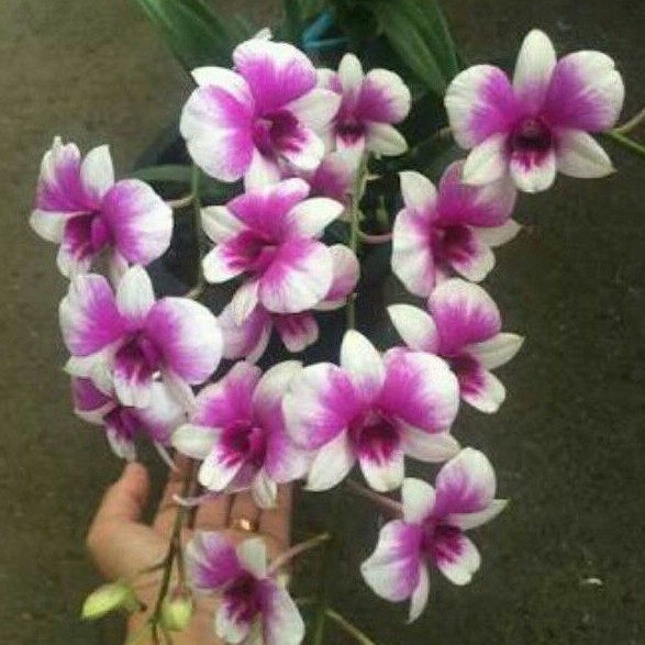 Anggrek Dendrobium mini yaya compactum