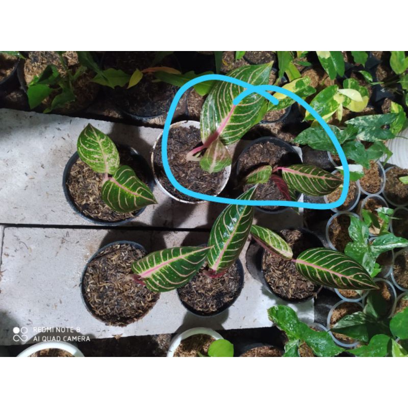 paket 3 aglonema anakan murah redsum kocin sutra dan superwhite