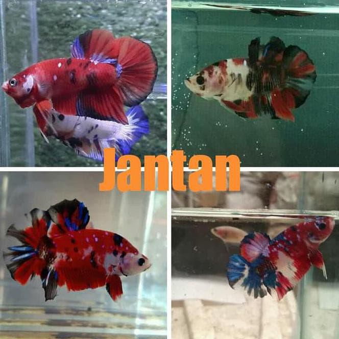 Terbaru Sepasang Ikan Cupang Koi Galaxy Male Female Jantan Betina Siap Breed