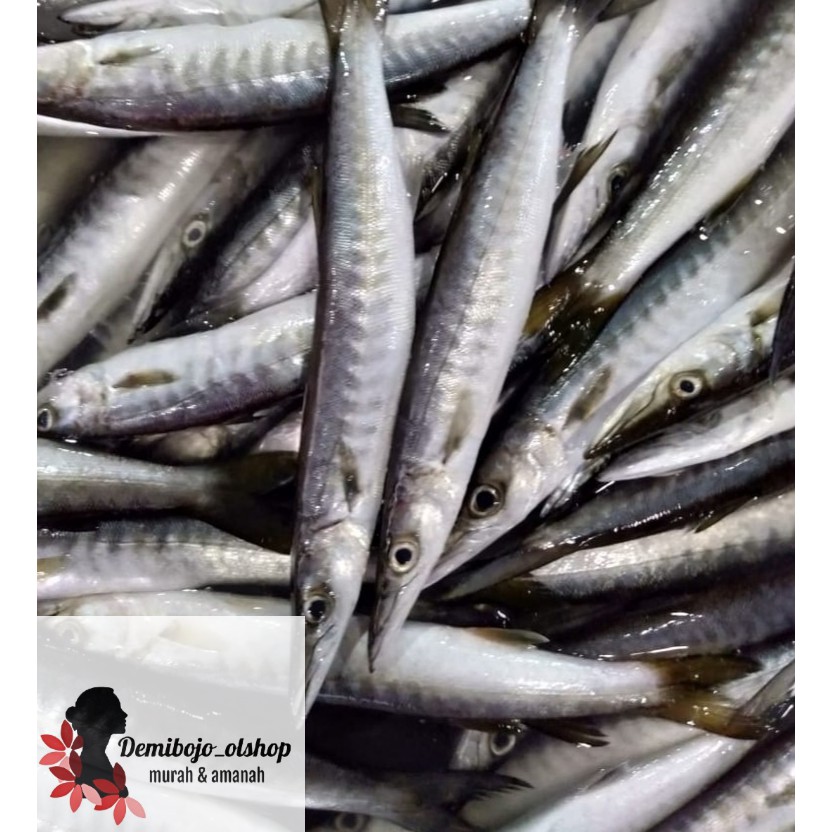 

ikan barakuda murah segar 1kg