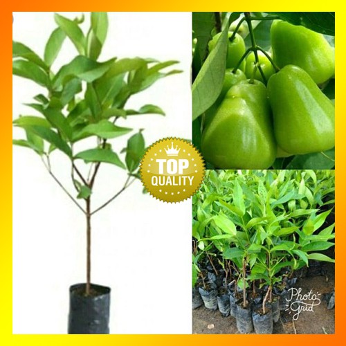Bibit Jambu Taiwan Super Green