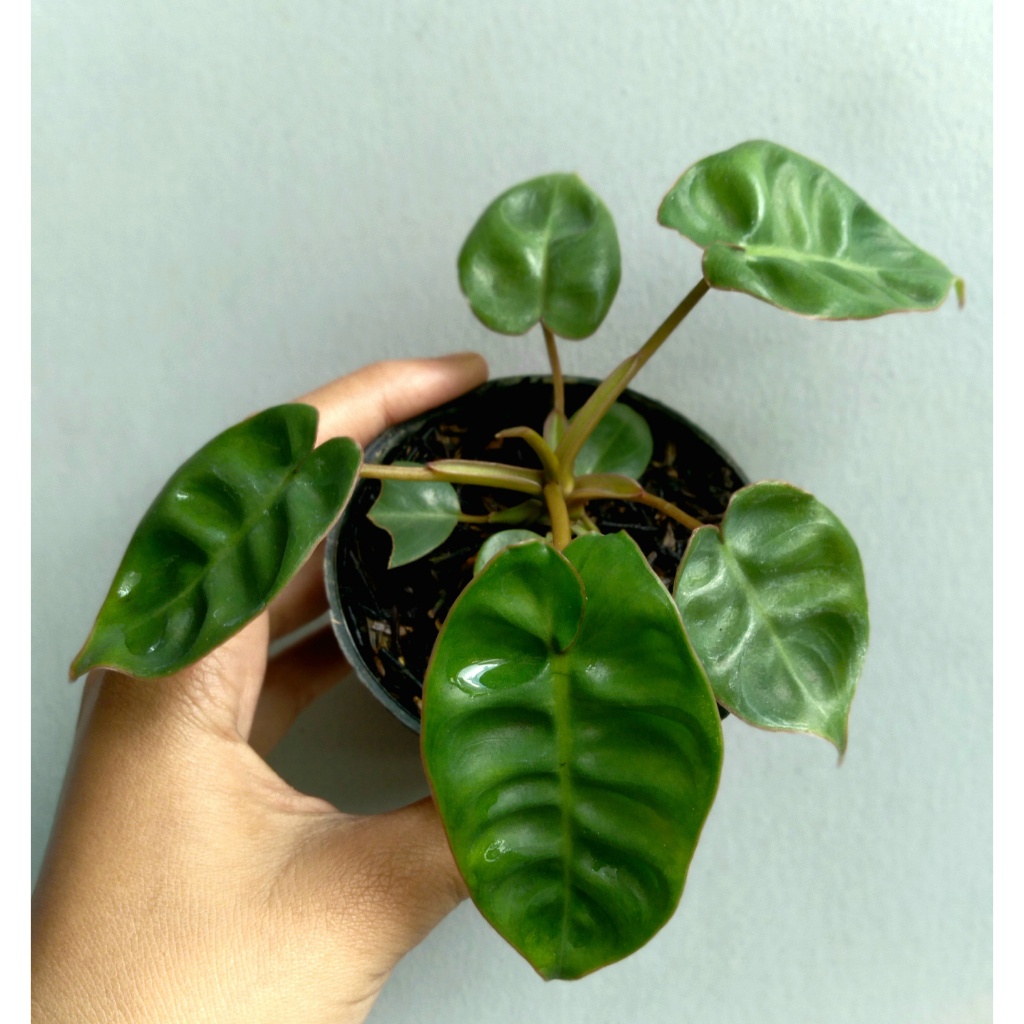 Anakan / Bibit Philodendron Billietiae Kabel Busi Bibit Pilihan brkualitas