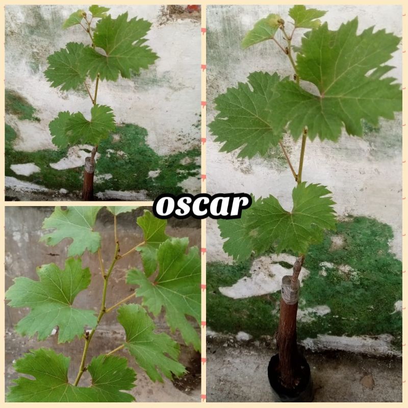 bibit anggur Oscar import valid