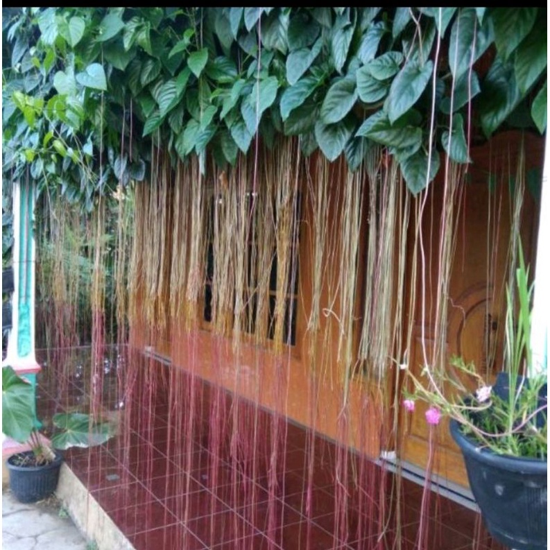 Bibit Tanaman Curtain ivy/Akar gantung