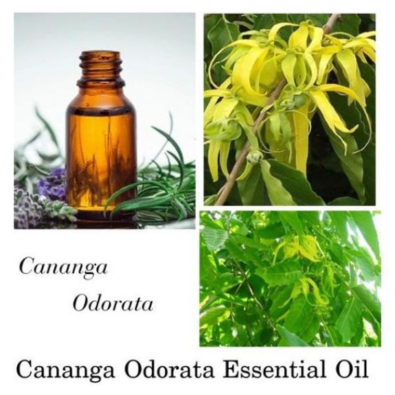 Minyak Kenanga Murni - Ylang Ylang Essential Oil Atsiri 100% Bunga Alami Cananga odorata