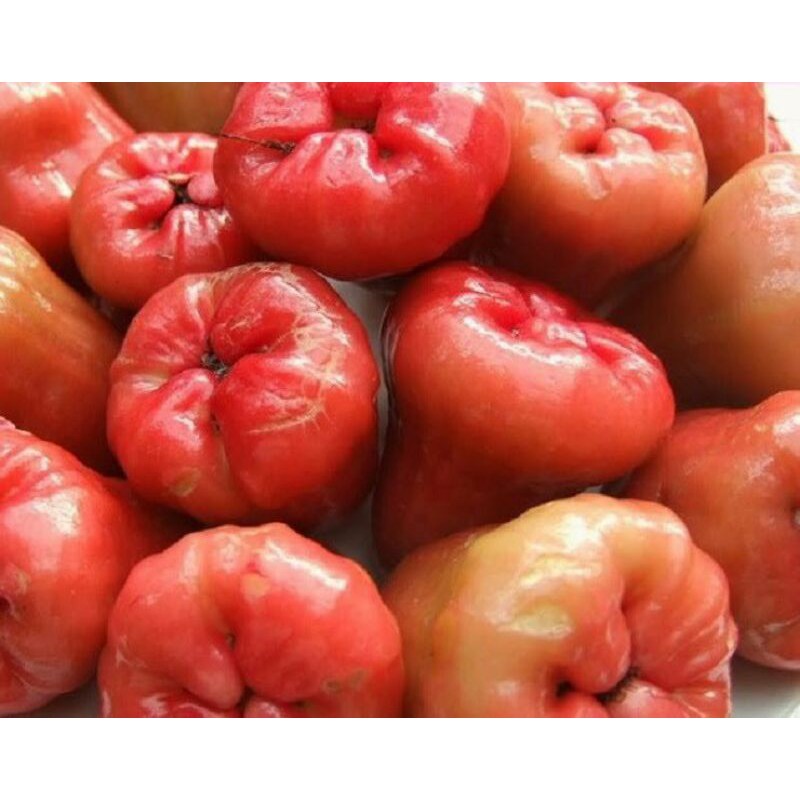 bibit jambu air cincalo merah