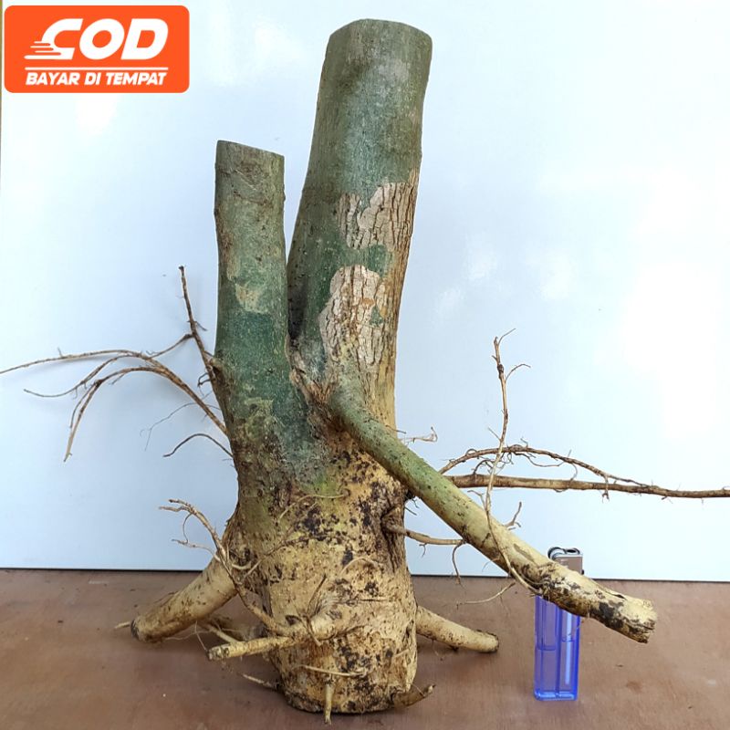 bahan bonsai serut besar fresh sesuai foto