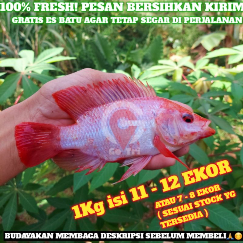 Jual Ikan Nila Merah Segar 1kg Bukan Frozen Shopee Indonesia