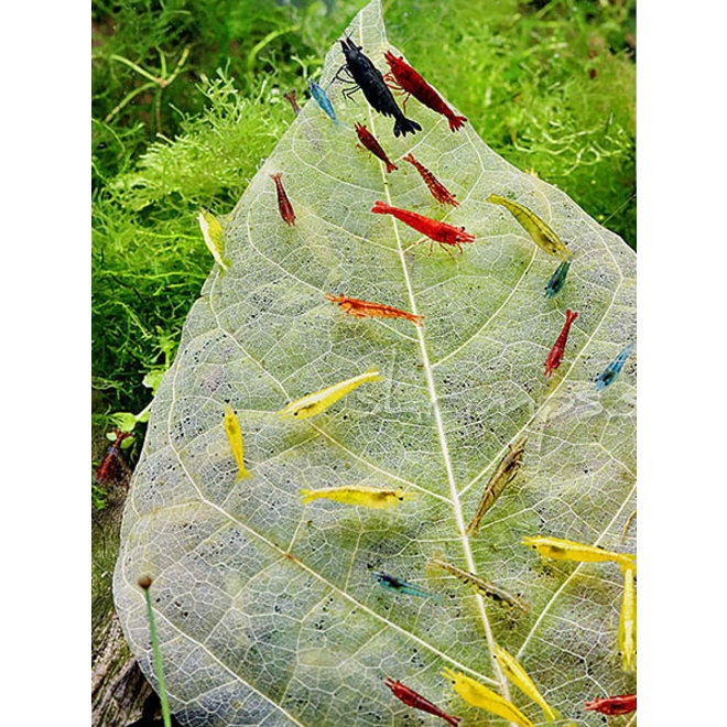 DADAP LEAVES SHRIMP DAUN PAKAN MAKANAN UDANG HIAS AQUARIUM AQUASCAPE