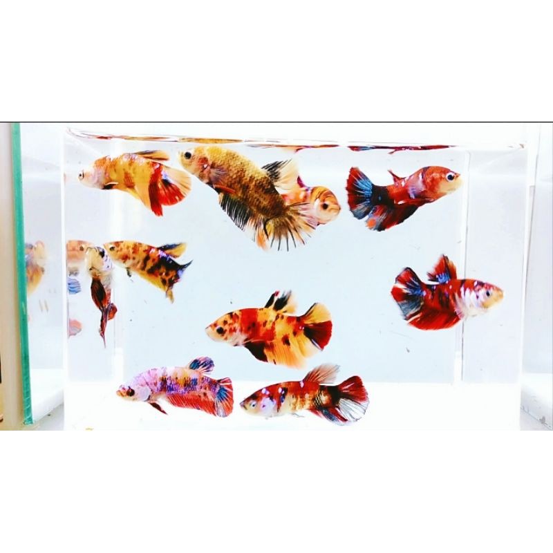 Indukan Ikan Cupang Red Koi Galaxi Siap Ternak