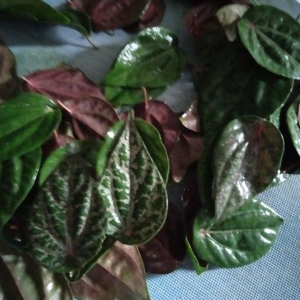 Daun sirih hitam/wulung