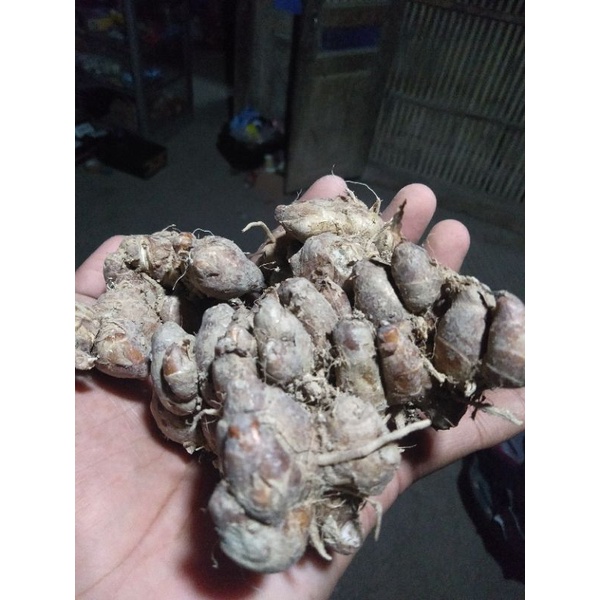 

kencur segar 1kg bumbu dapur dan herbal